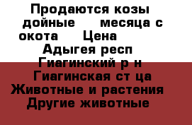 Продаются козы, дойные 1-2 месяца с окота.  › Цена ­ 9 000 - Адыгея респ., Гиагинский р-н, Гиагинская ст-ца Животные и растения » Другие животные   